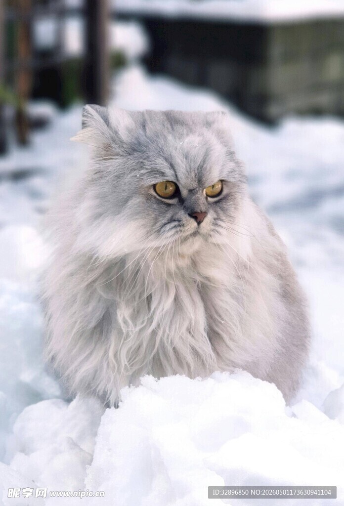 雪地中的长毛猫咪