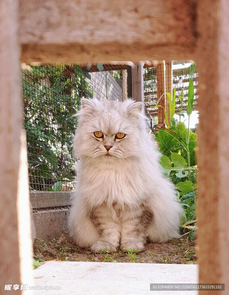 窗边的长毛猫咪