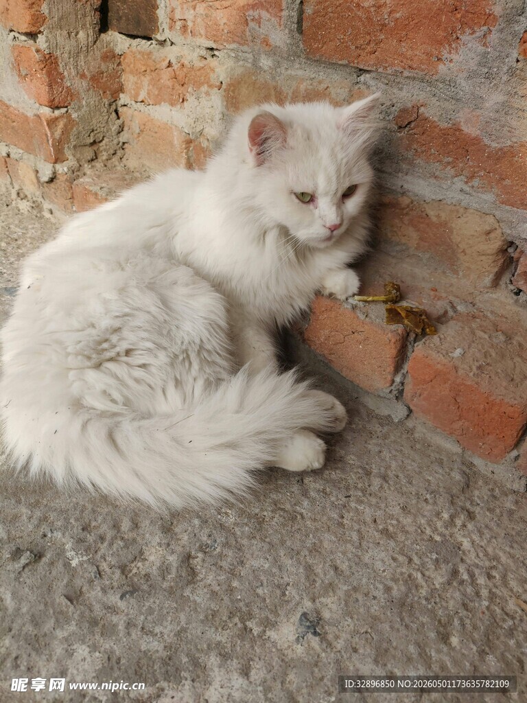 墙边蜷卧的可爱白毛小猫