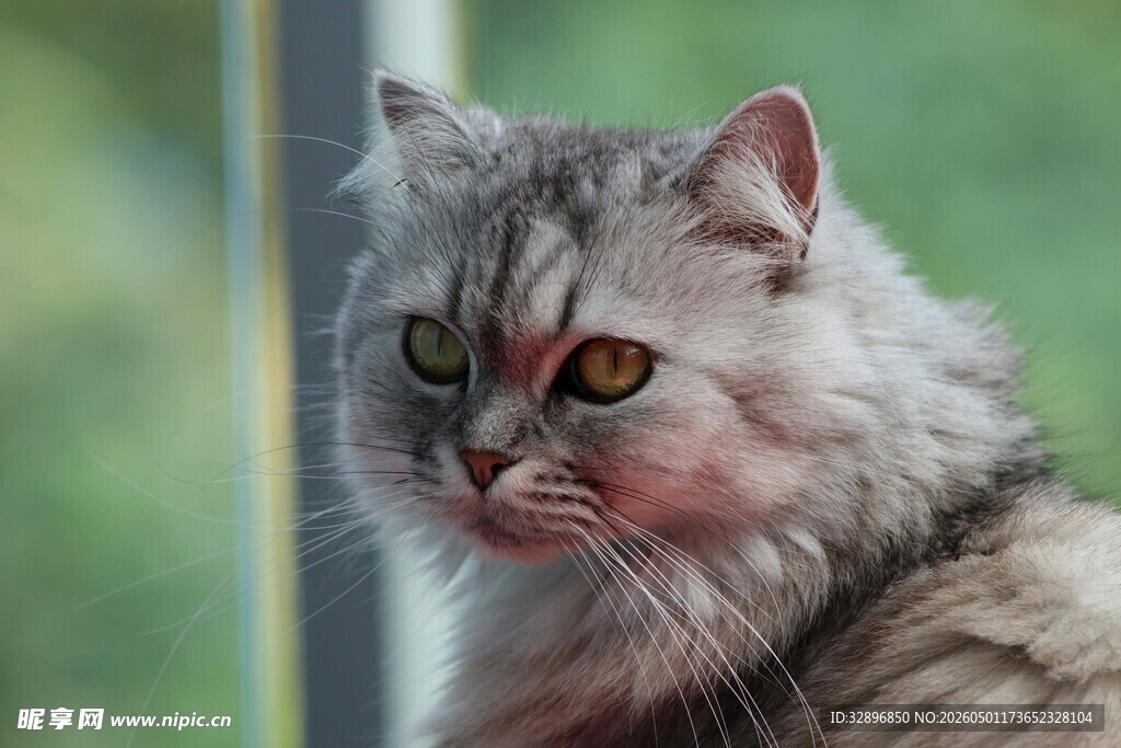 窗边慵懒的长毛猫咪