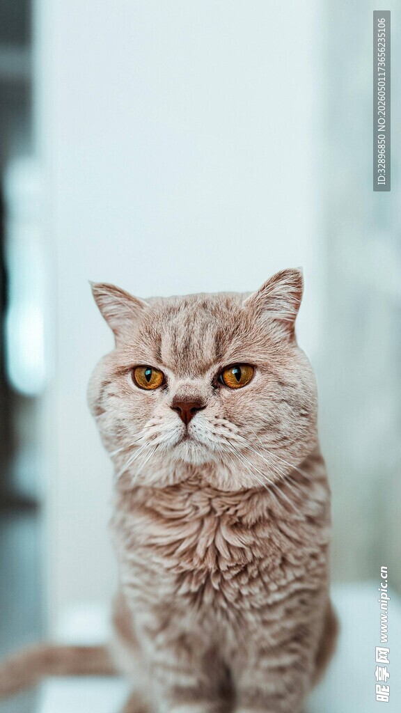可爱萌猫特写