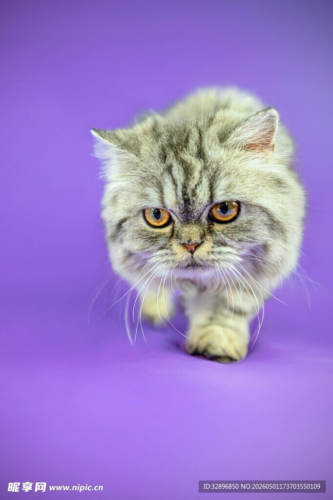 紫色背景下的可爱长毛猫
