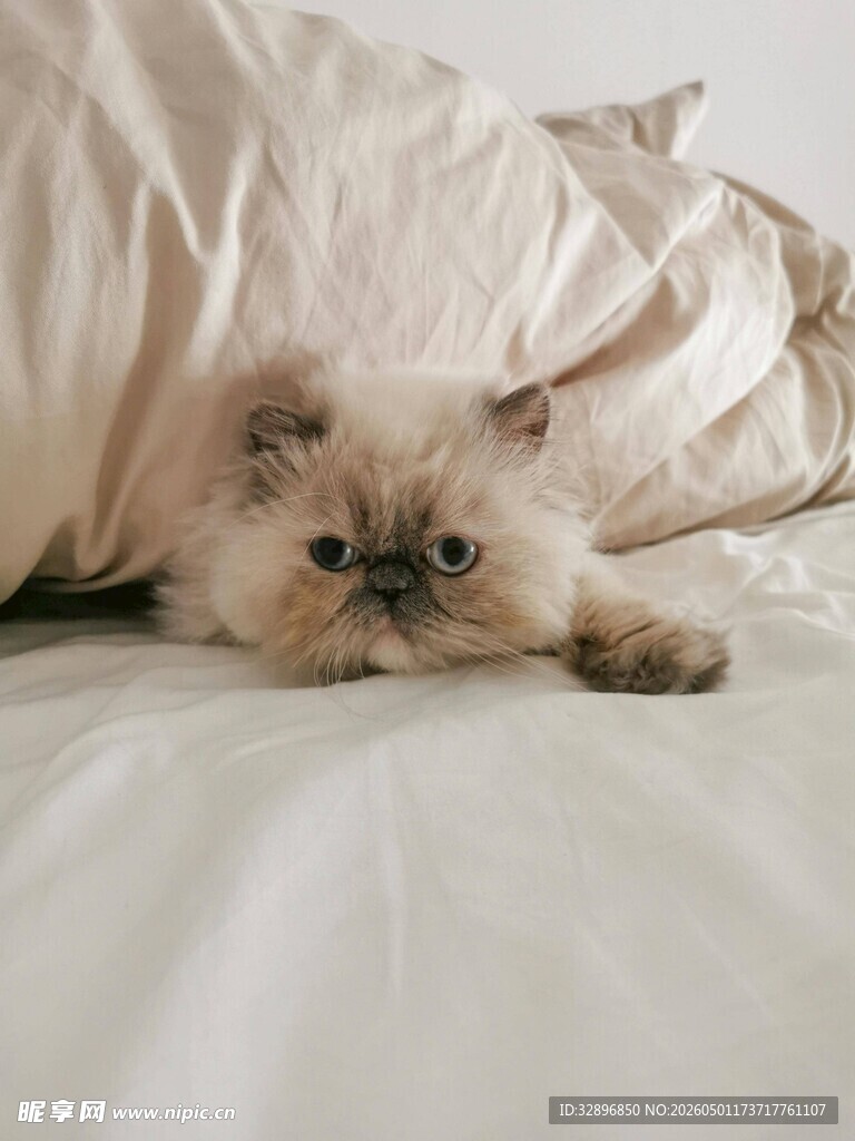 慵懒猫咪趴卧在柔软床铺