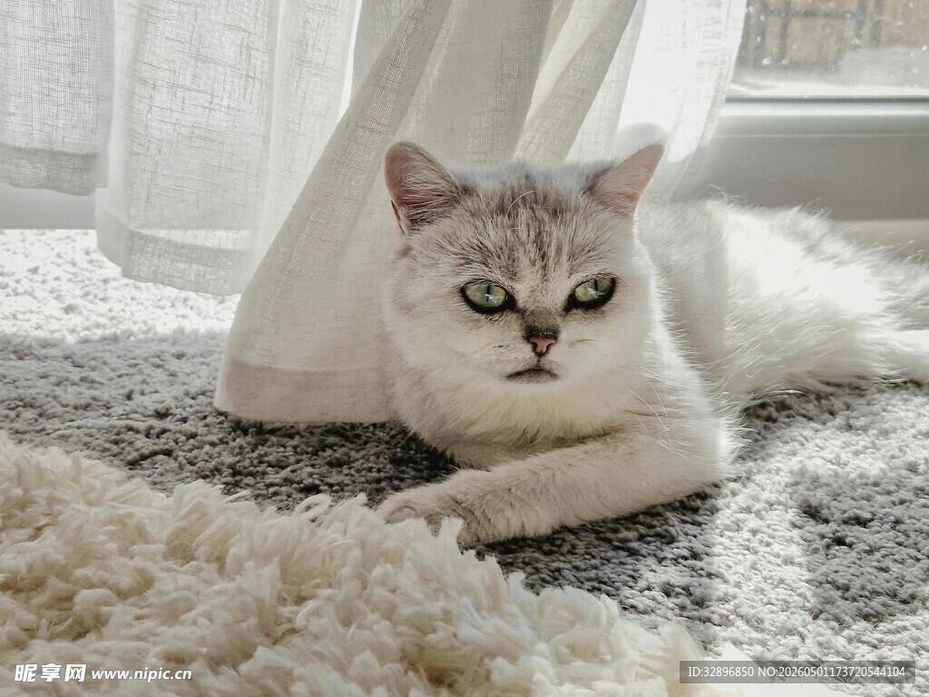 慵懒猫咪惬意趴地毯