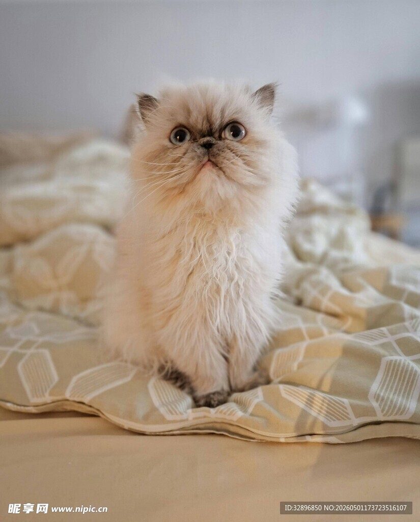 可爱波斯猫端坐于床