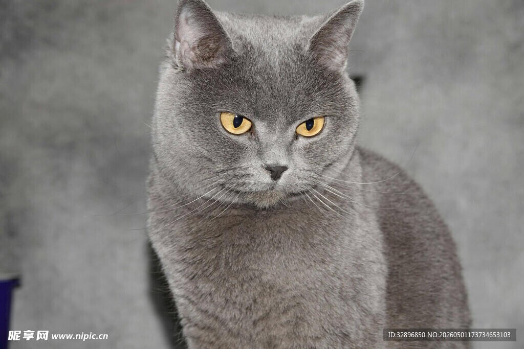 灰蓝猫咪凝视特写