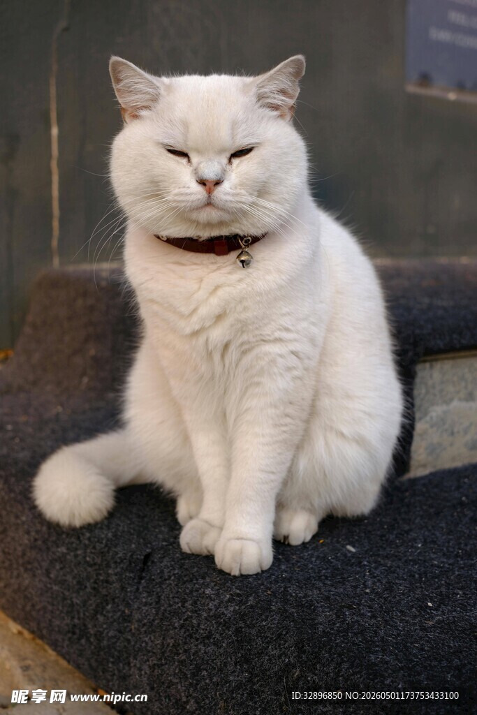 闭眼端坐的可爱猫咪