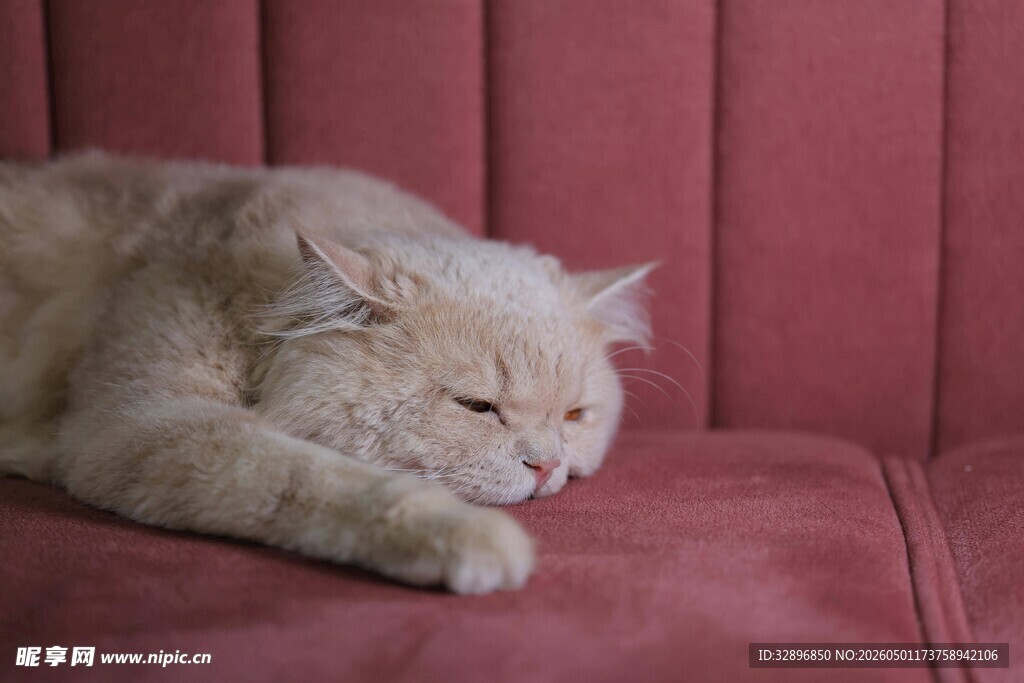 沙发上熟睡的可爱猫咪
