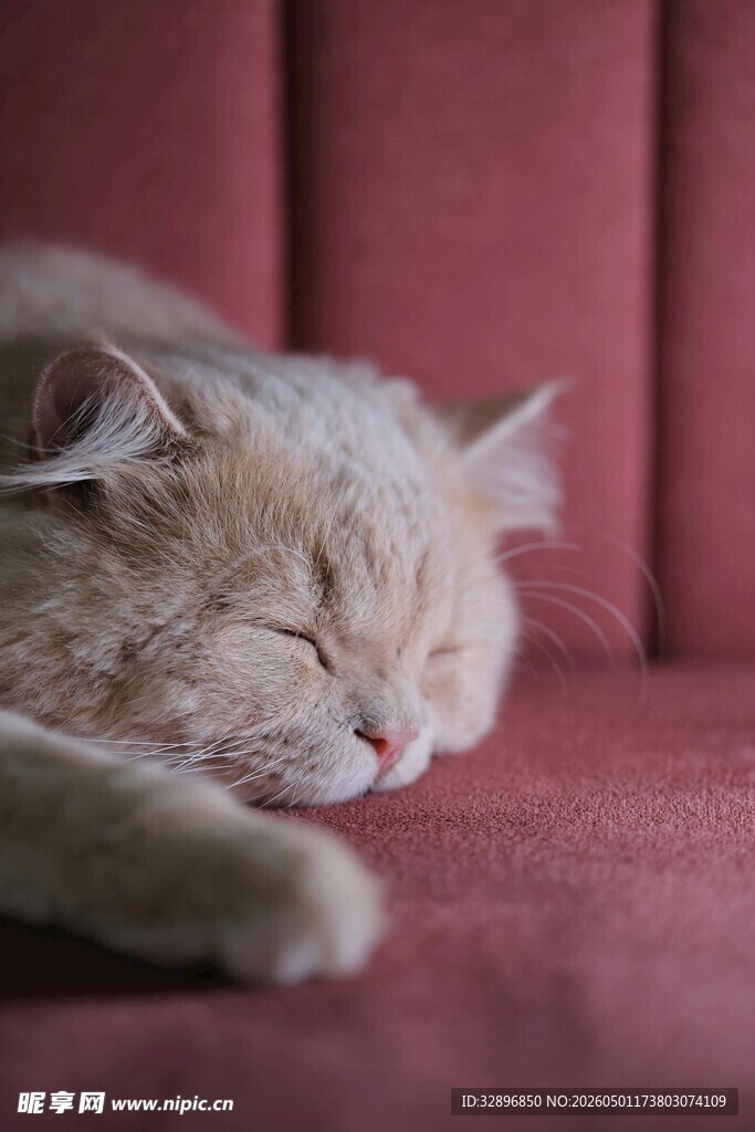 酣睡的猫咪