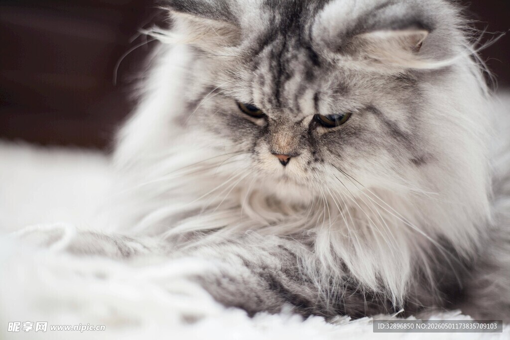 长毛猫咪慵懒趴卧