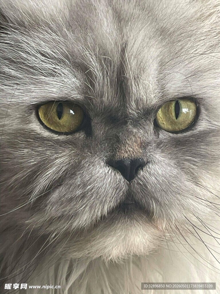 灰毛猫咪的专注神情