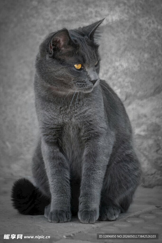 灰色猫咪优雅端坐