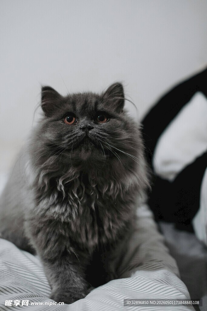 灰毛猫咪慵懒卧于床