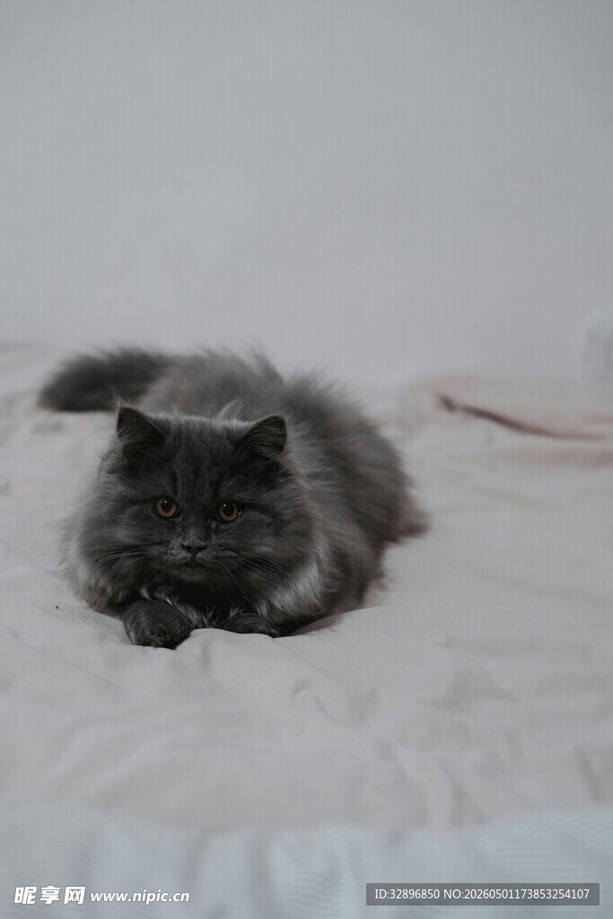 慵懒猫咪趴卧柔软床铺