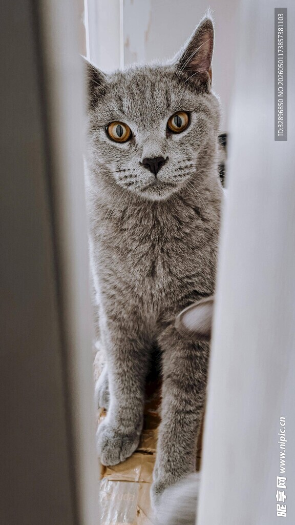 窗边好奇的灰色猫咪