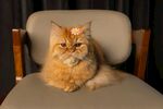 慵懒猫咪惬意躺椅上