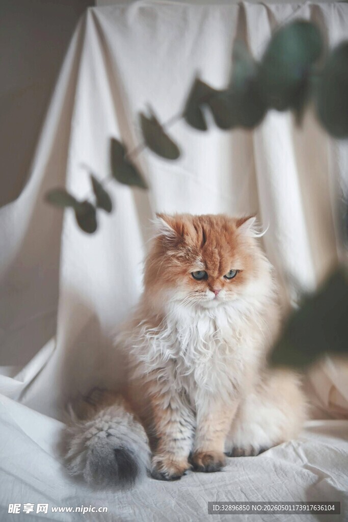 可爱橘色长毛猫静卧