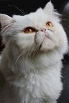 仰望的白毛猫咪