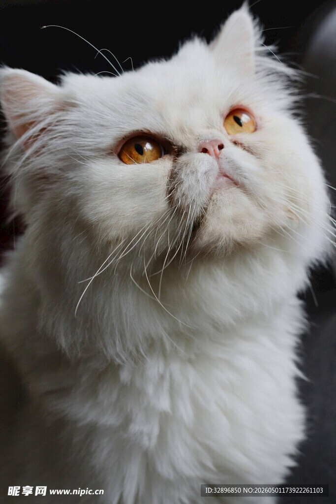 仰望的白毛猫咪