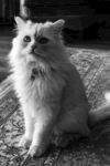 可爱长毛猫端坐