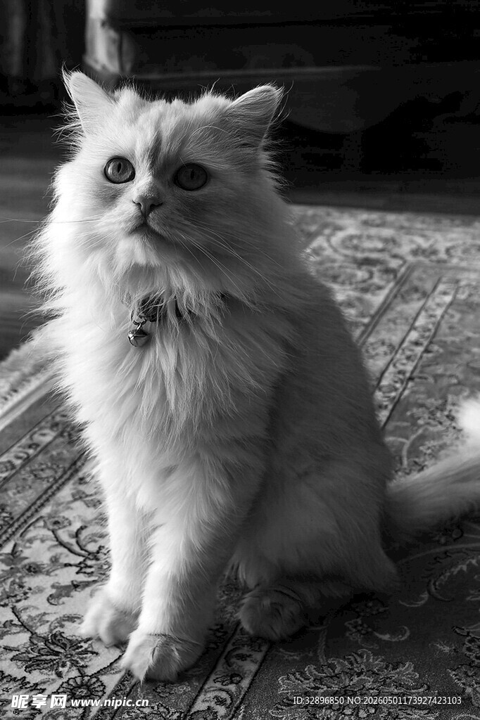 可爱长毛猫端坐