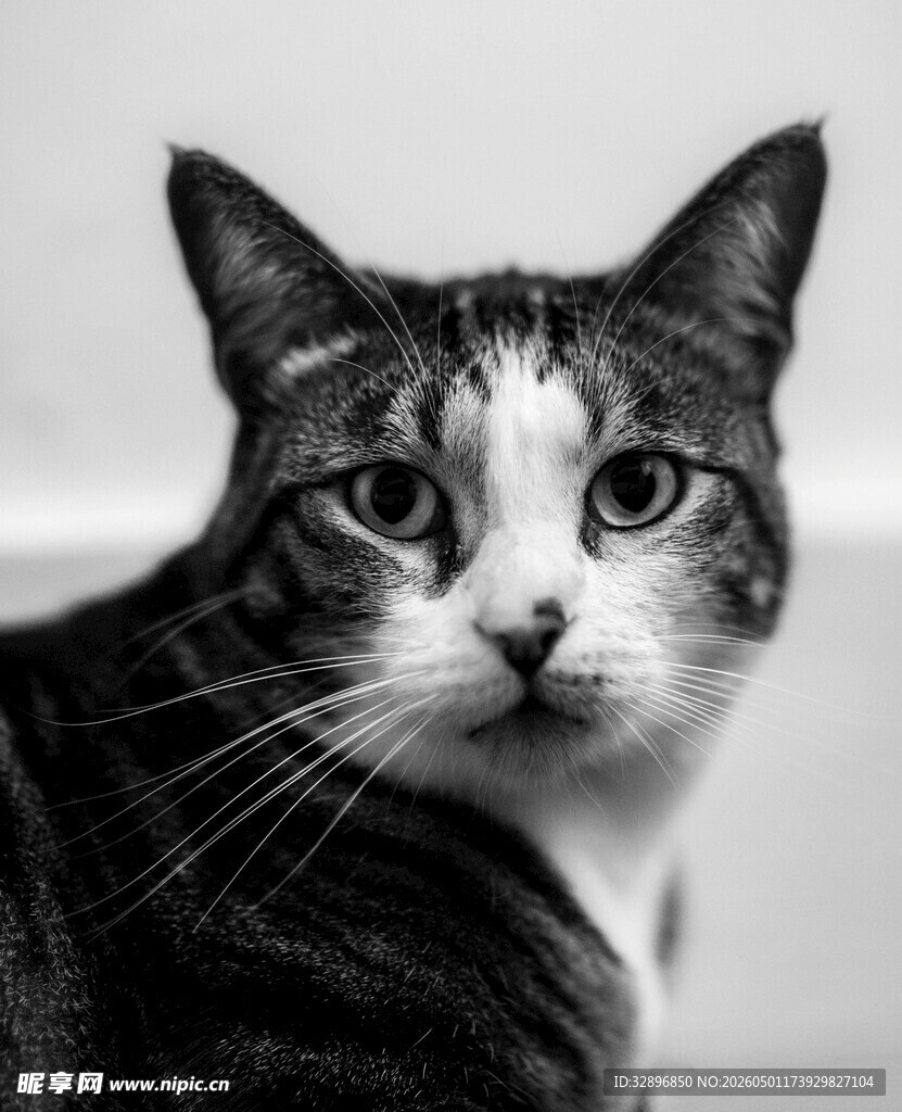 黑白花纹猫咪特写