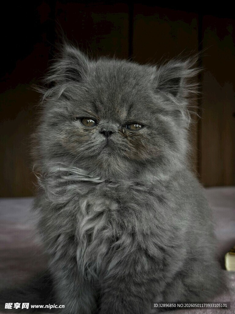 可爱灰毛波斯猫