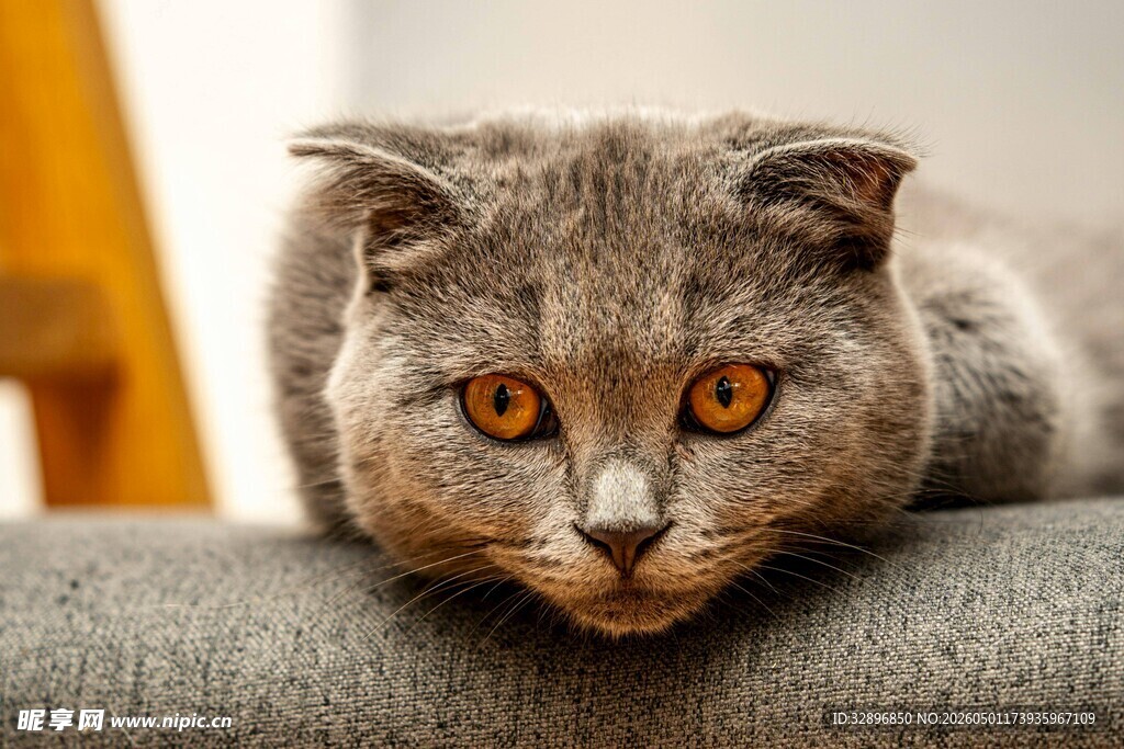 灰色猫咪慵懒趴坐