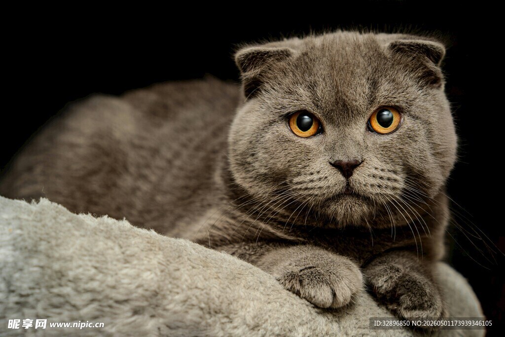 灰色折耳猫慵懒趴卧