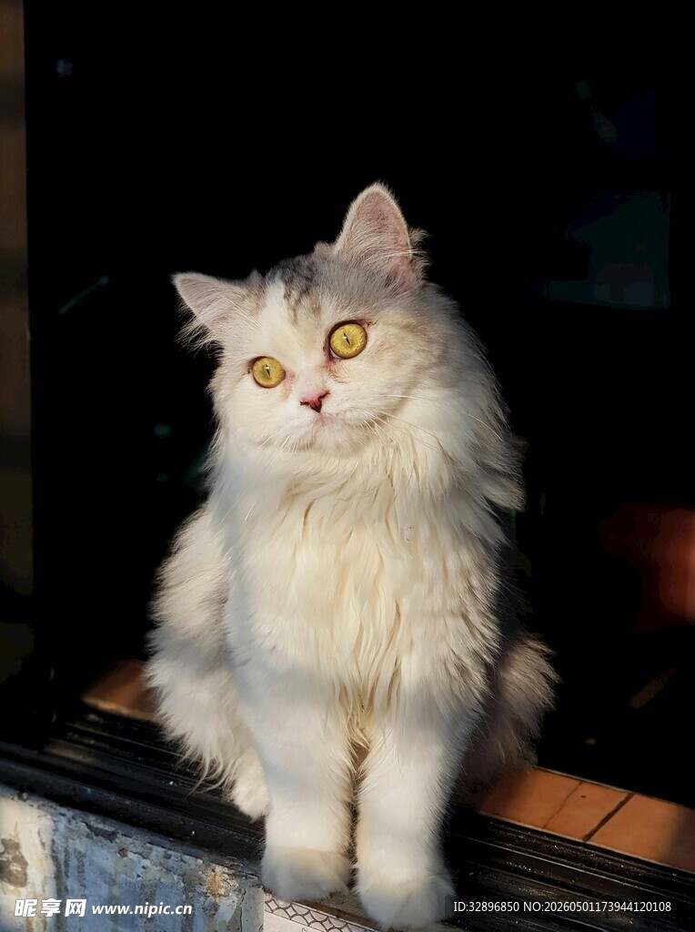 窗边白毛猫