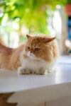 慵懒猫咪惬意趴桌