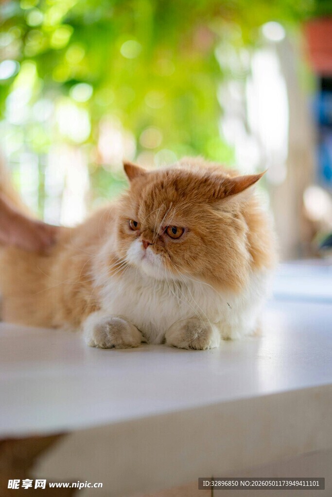 慵懒猫咪惬意趴桌