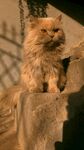 两只长毛猫依偎在石台上