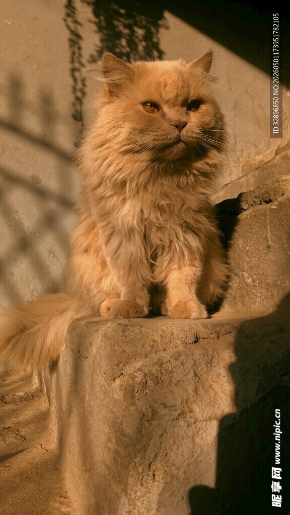 两只长毛猫依偎在石台上