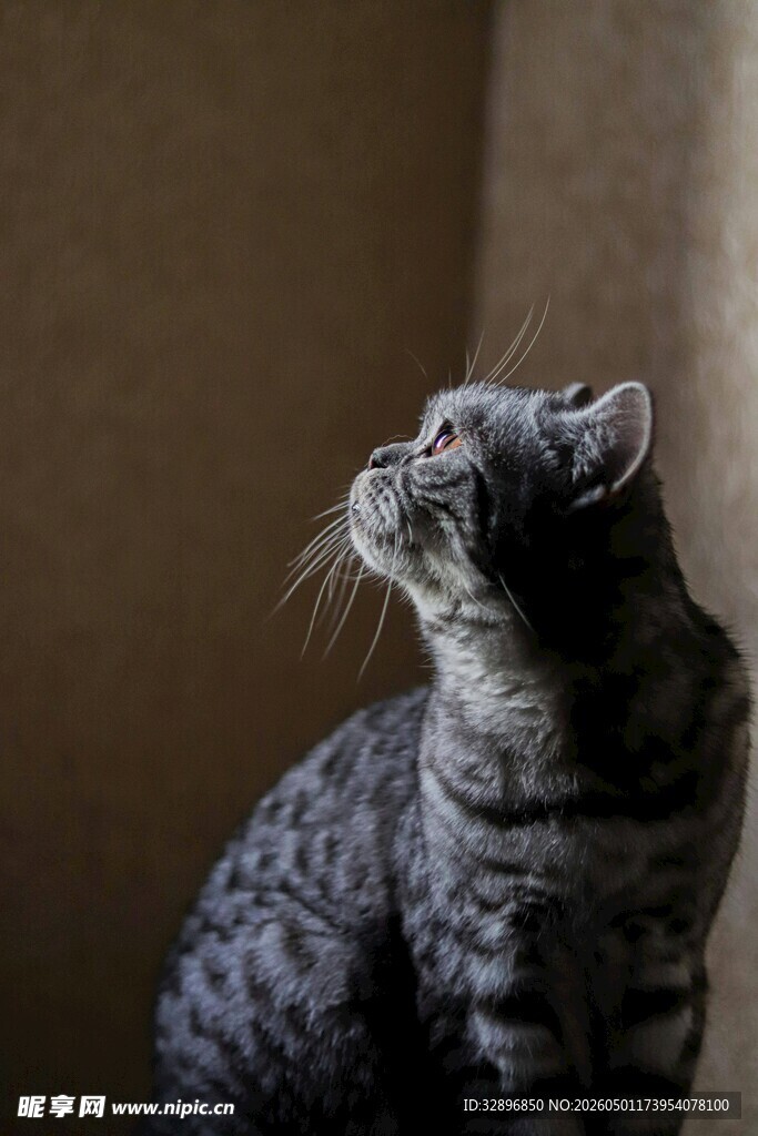 仰望的灰纹猫咪