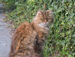 路边长毛猫惬意休憩