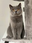灰色英短猫端坐
