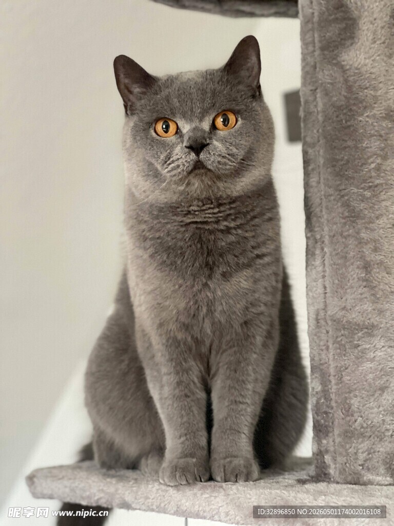 灰色英短猫端坐