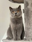 灰色英短猫端坐