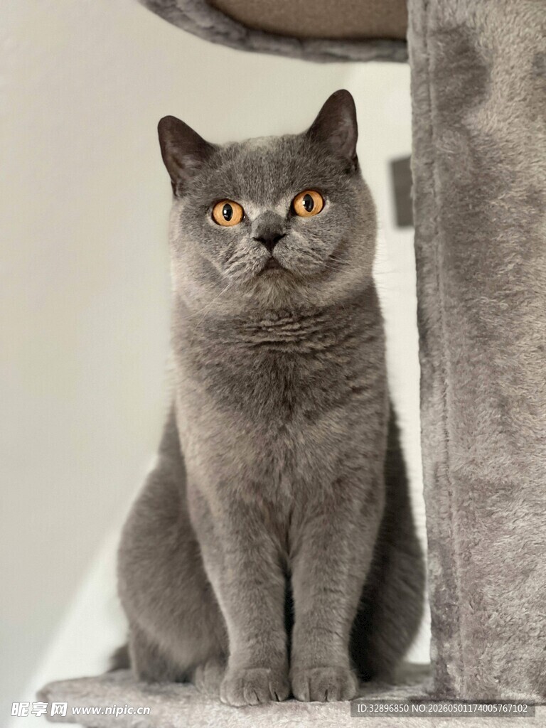 灰色英短猫端坐