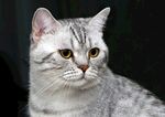 银白条纹猫特写