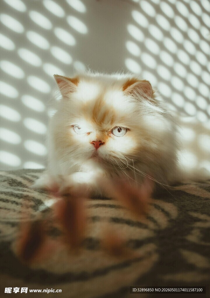 慵懒猫咪于光影下休憩