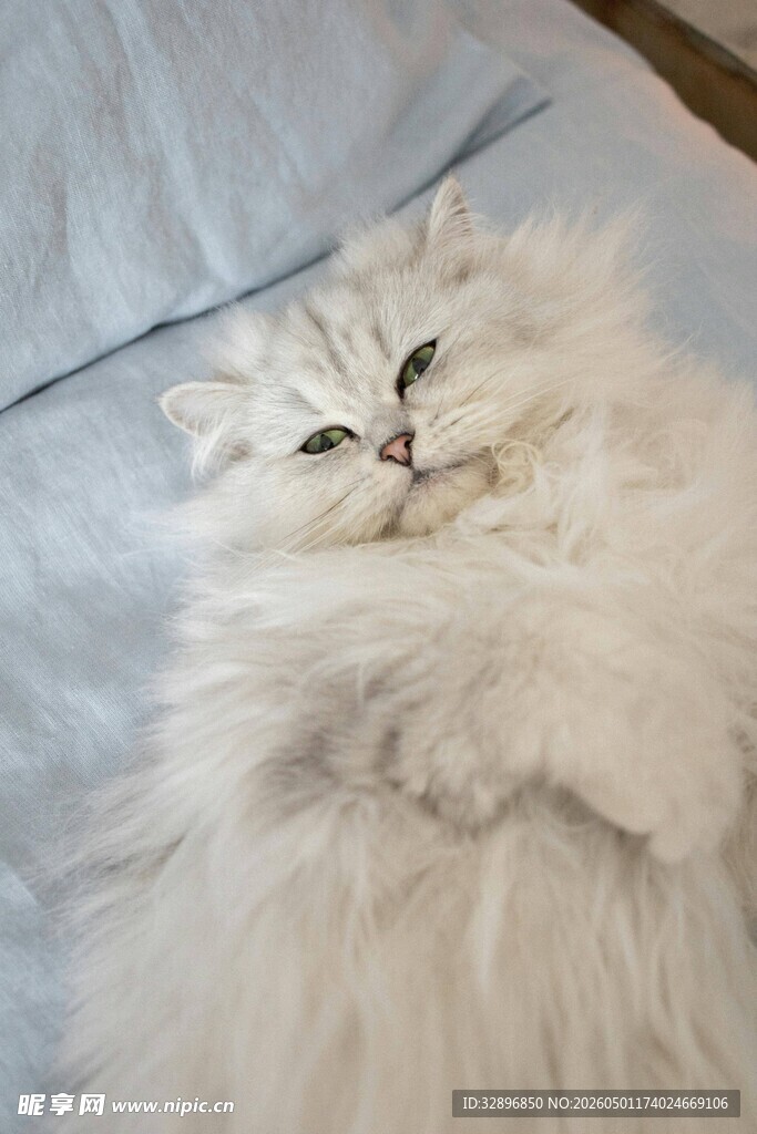 慵懒白毛猫惬意躺卧