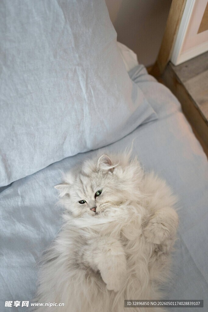 慵懒猫咪惬意卧床