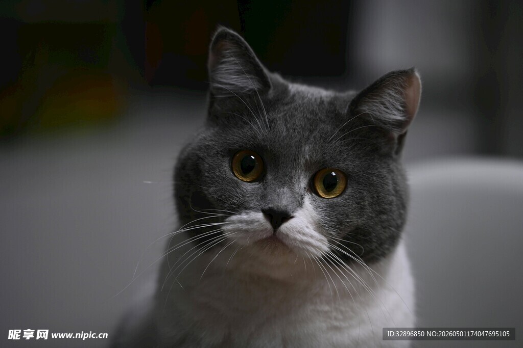 灰毛猫咪的专注瞬间