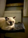 慵懒猫咪趴卧在架子上