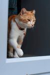 窗边橘猫探头张望