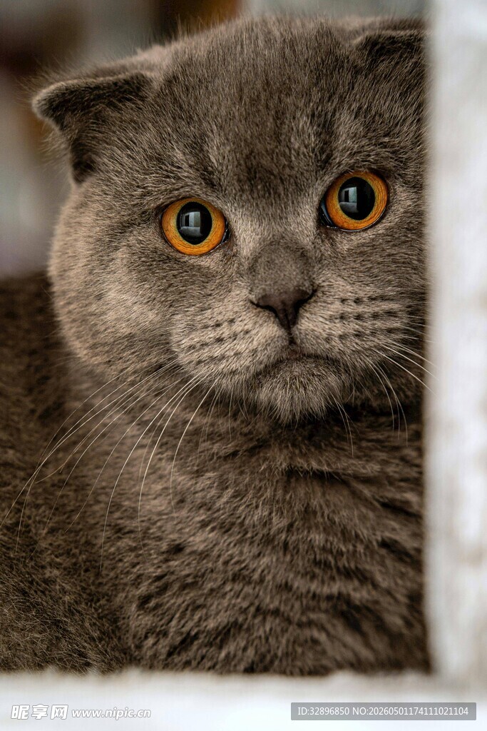 灰猫特写