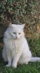 草地上的白色长毛猫咪
