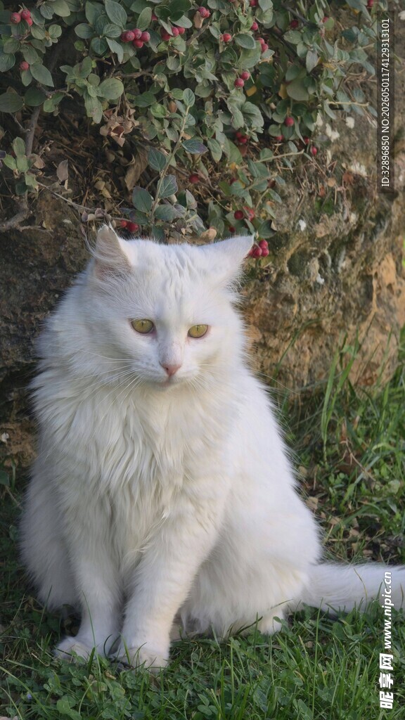 草地上的白色长毛猫咪